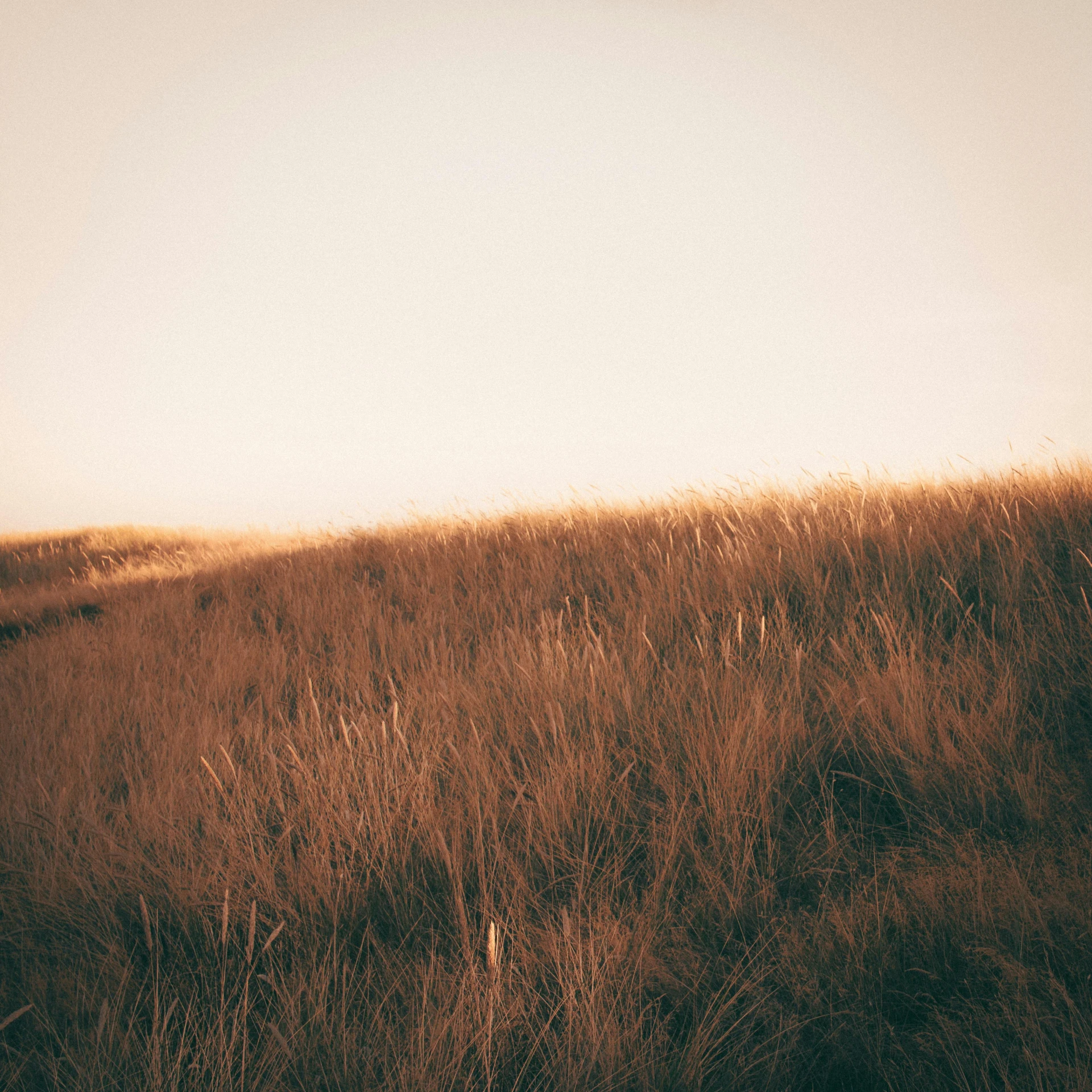 a large field is covered with weeds