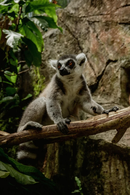 an image of a cute gray animal on tree nch