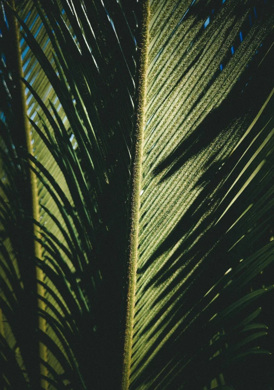 a close up of a leaf with frothy shadow