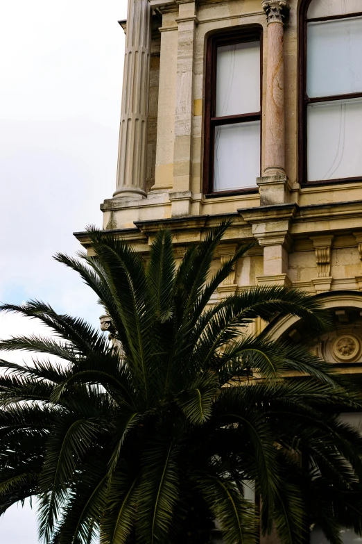 large palm tree near top of building with a clock