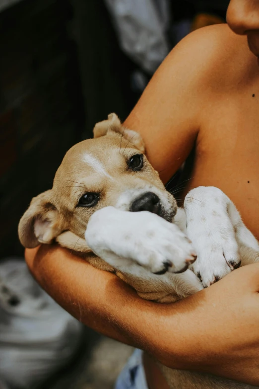 a small dog with an expression is in the arms of someone