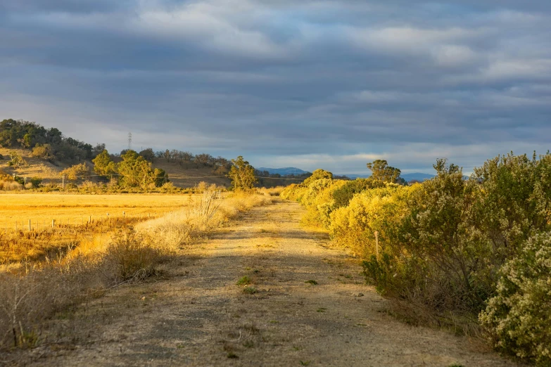 an open road leading to trees and rolling hills