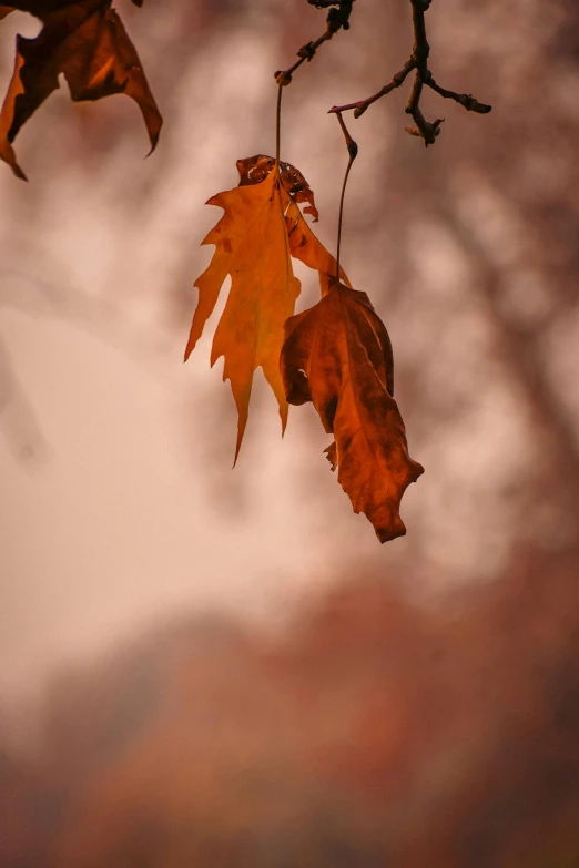 the orange leaves in the autumn are coming out of the trees