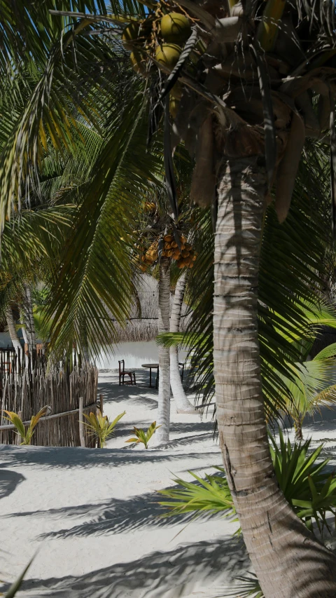 a beach that has a fence and some palm trees