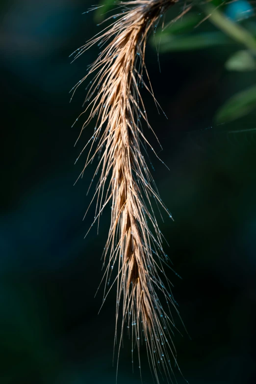 the seeds of this long stemmed plant hang from the tree