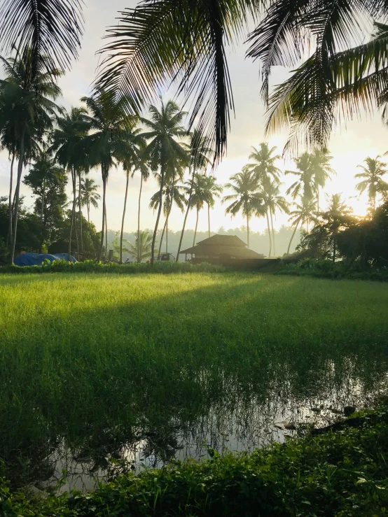 the view of a rice field with some trees