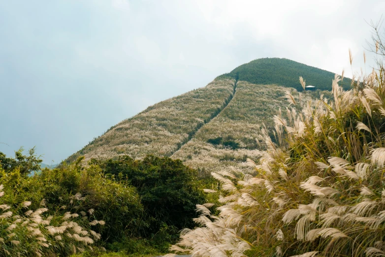 the top of a hill covered in grass and flowers