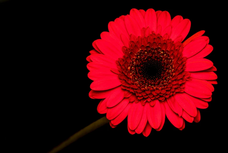 a red flower sitting in the middle of a dark room