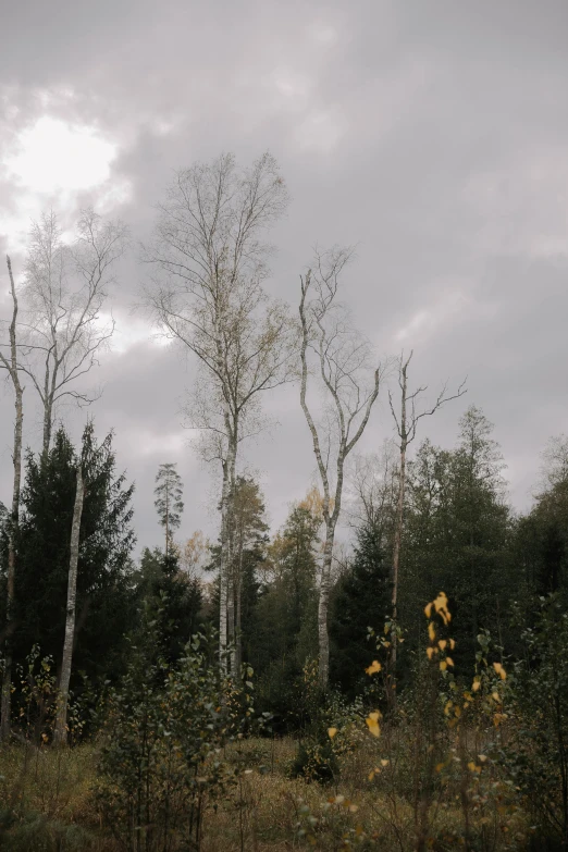 the trees are near each other in the field