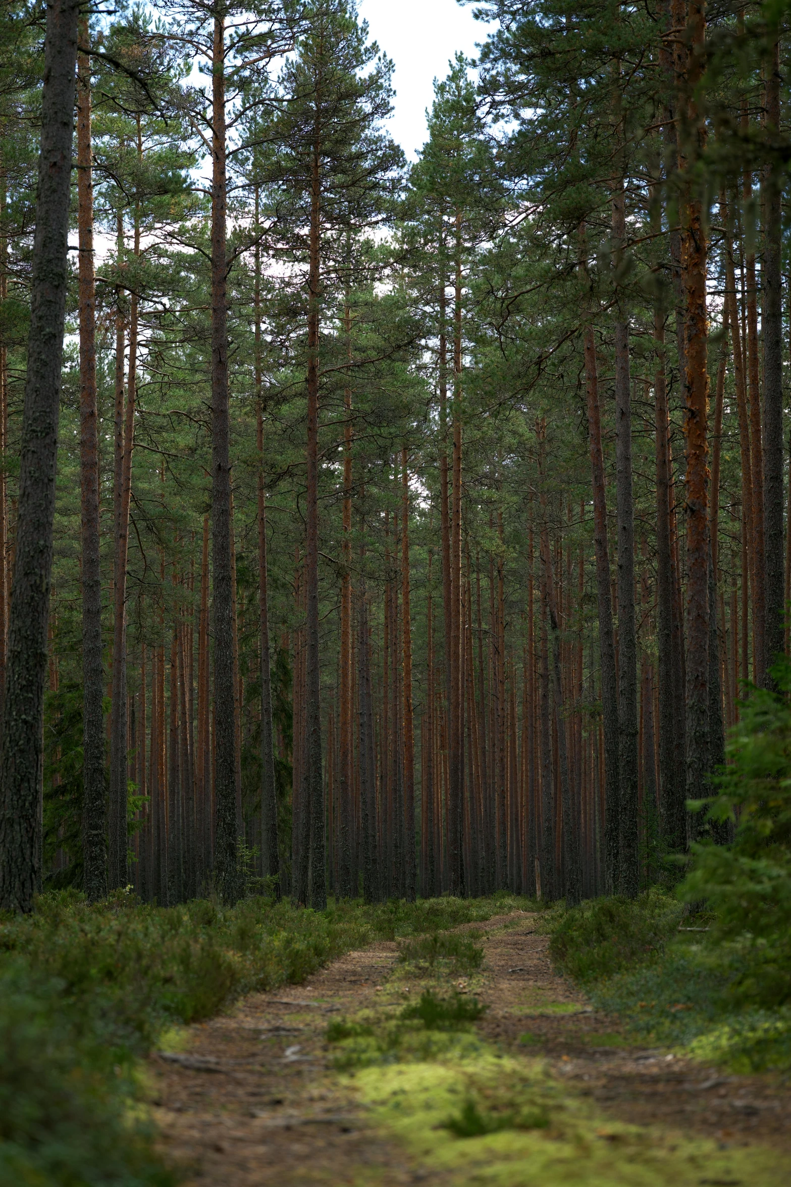 a path in the middle of a pine forest