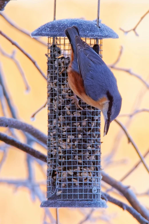 a blue bird sits on top of a cage next to its food