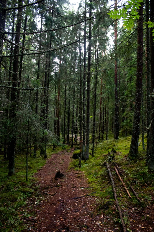 the path goes through the forest of trees