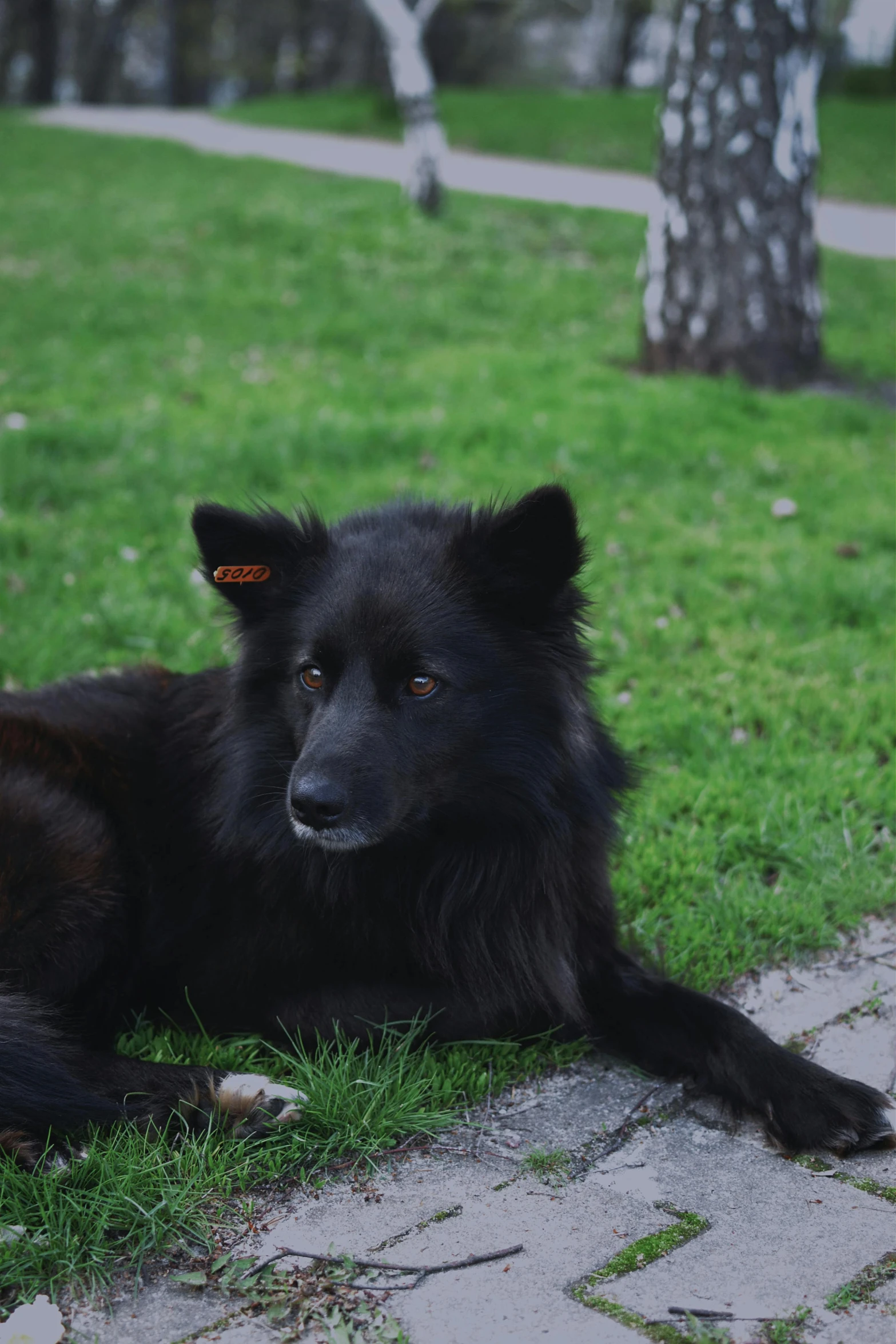 a dog laying down in the grass near a tree