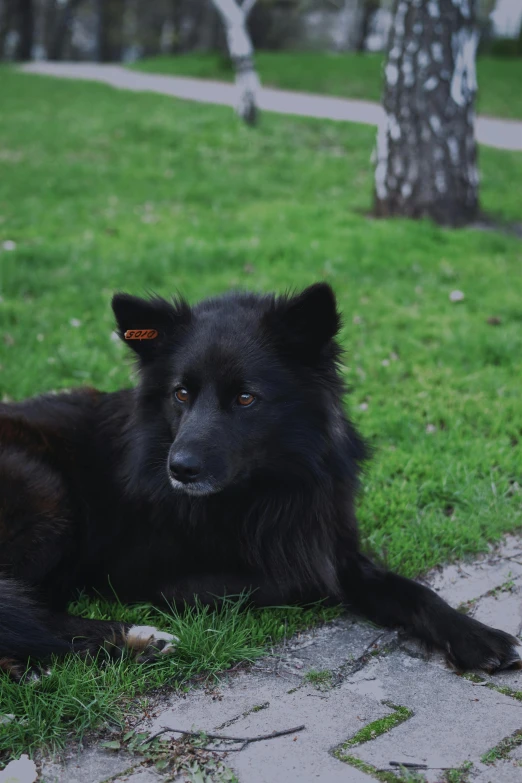 a dog laying down in the grass near a tree