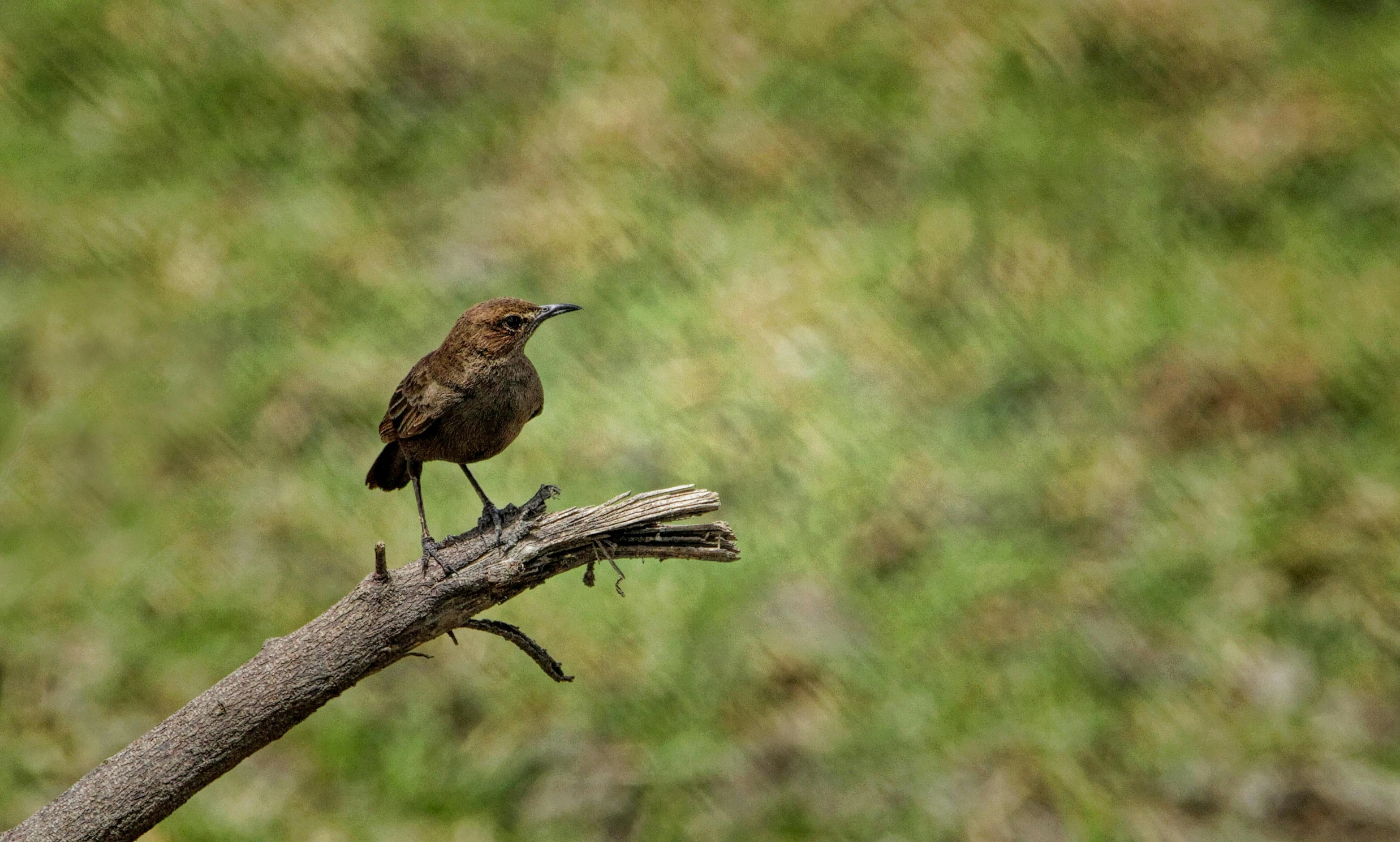 a small brown bird on top of a tree nch