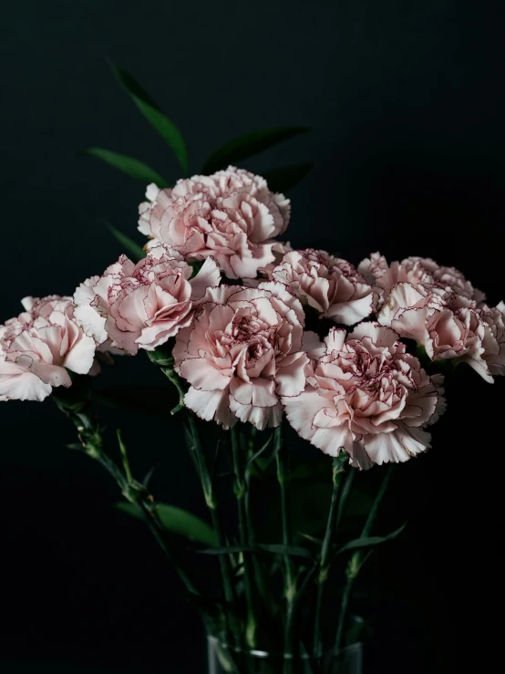 large pink flowers with white centers in a vase