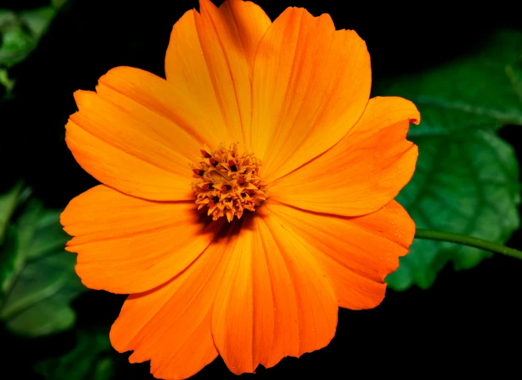 orange flower with a green leaf in the background