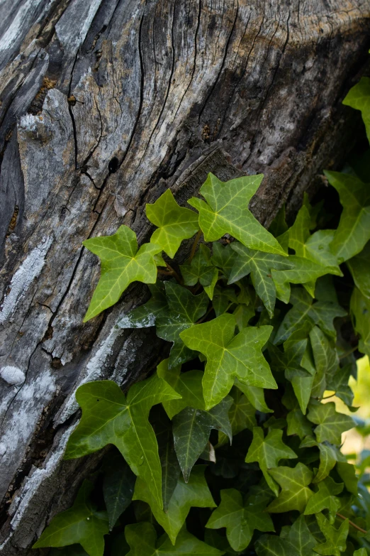 ivy growing on the side of a log