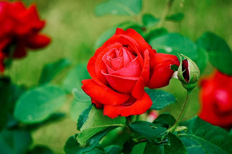 an open red rose with leaves and water droplets