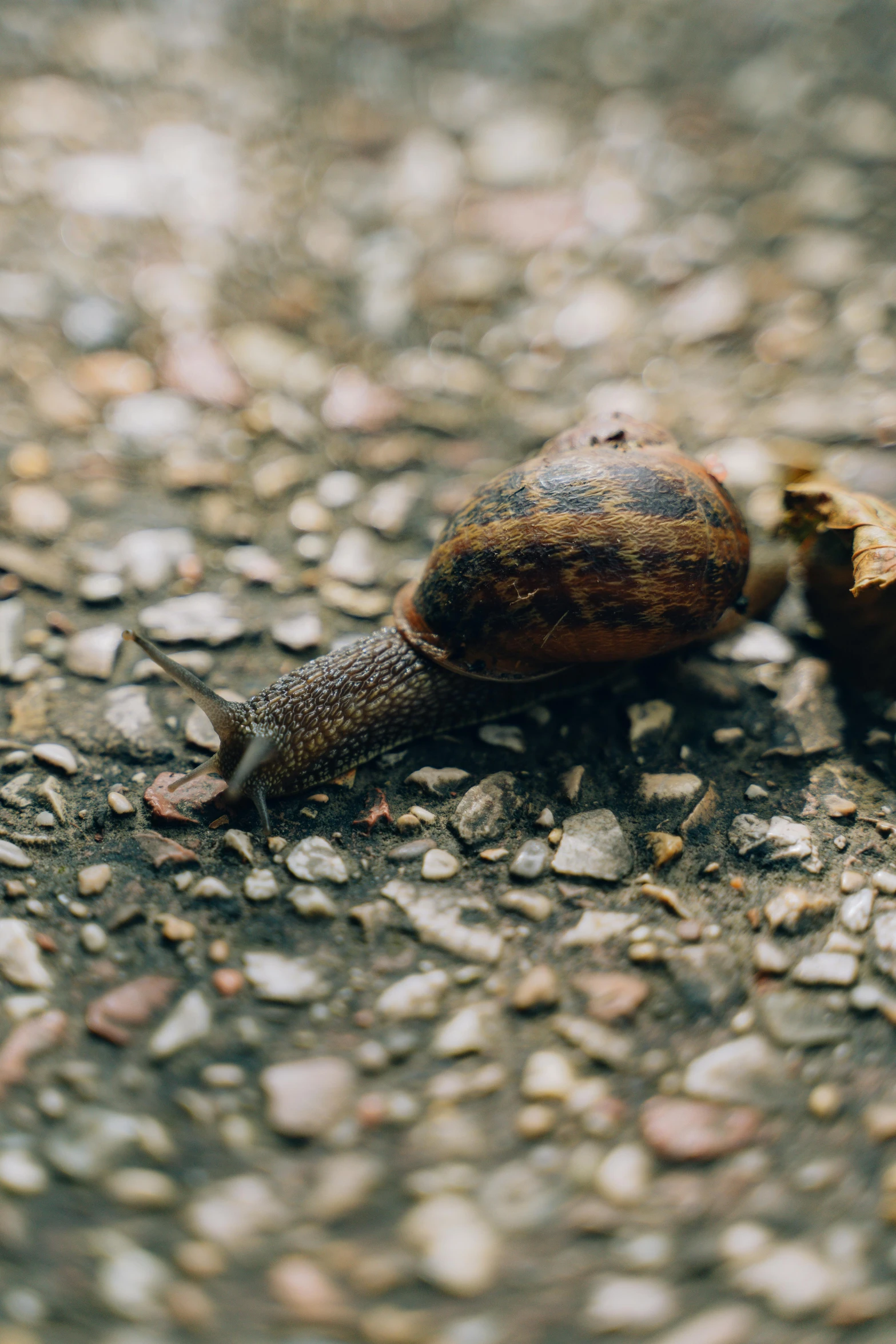 a snail laying on top of gravel with small white dots around it