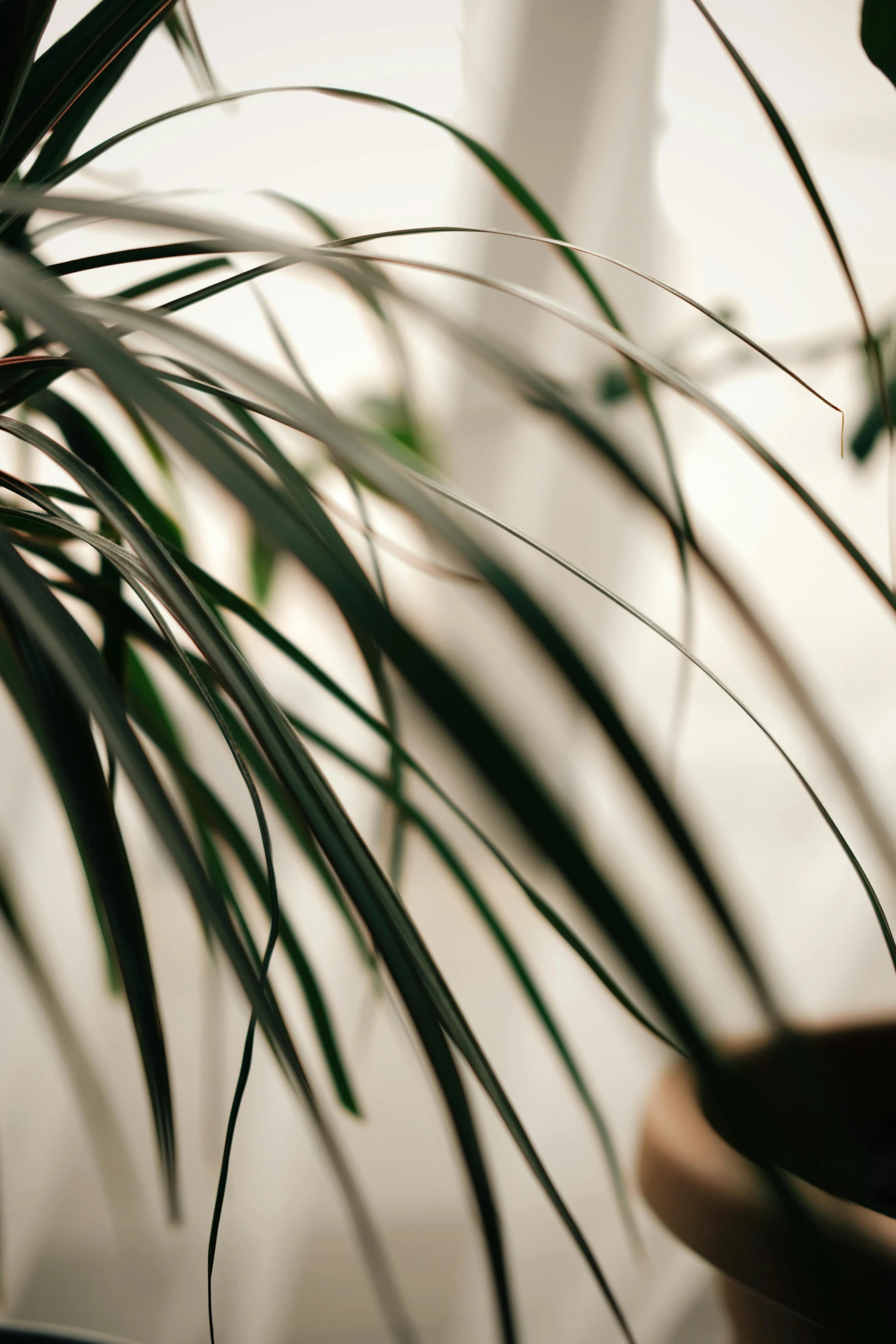 a green plant with long thin grass growing in the center of it