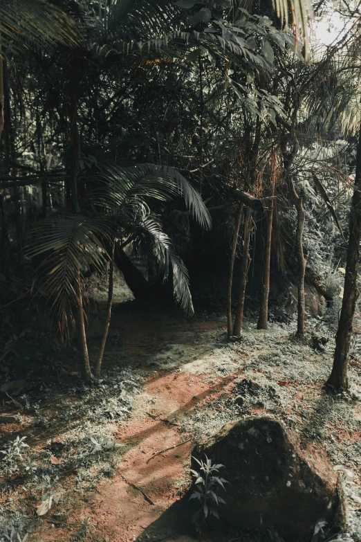 a path leads through a tropical jungle like area