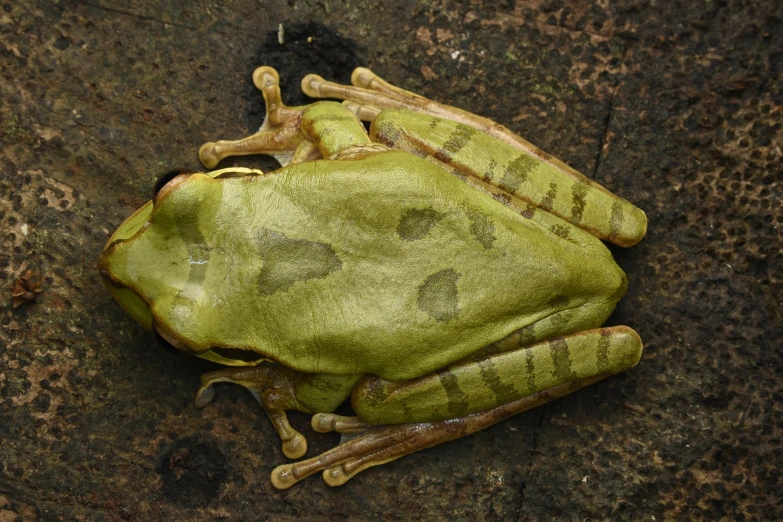 a frog with a lot of green spots