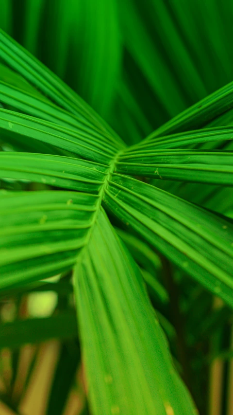 a green leaf with some drops of water on it