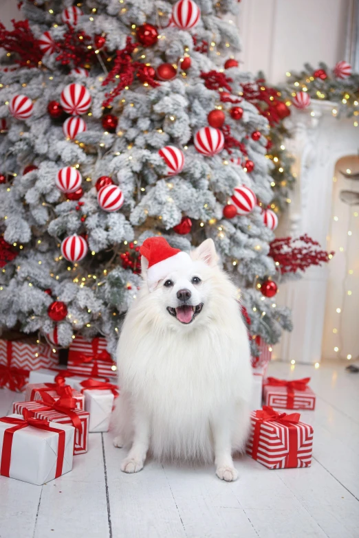 a small white dog sitting next to christmas presents