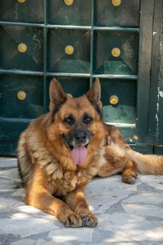 a large brown and black dog laying on a floor next to a doorway