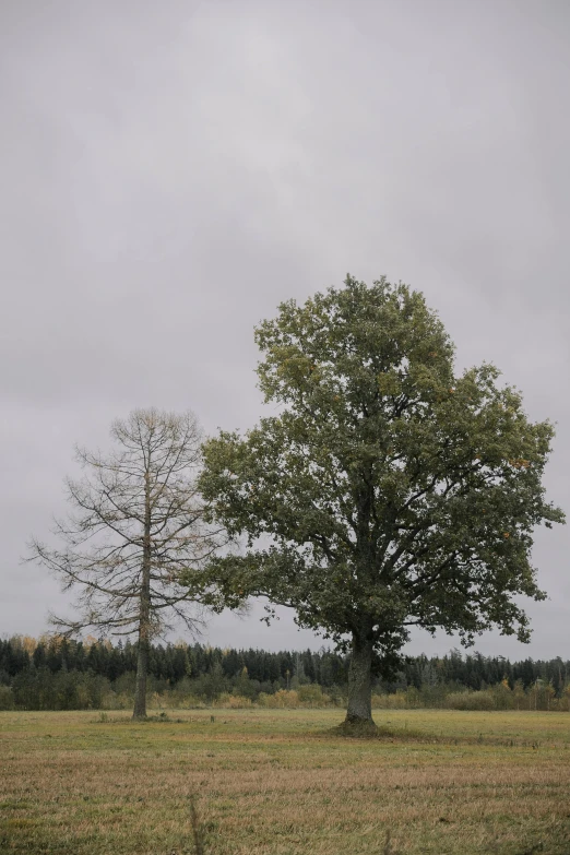 two trees standing near each other on a field