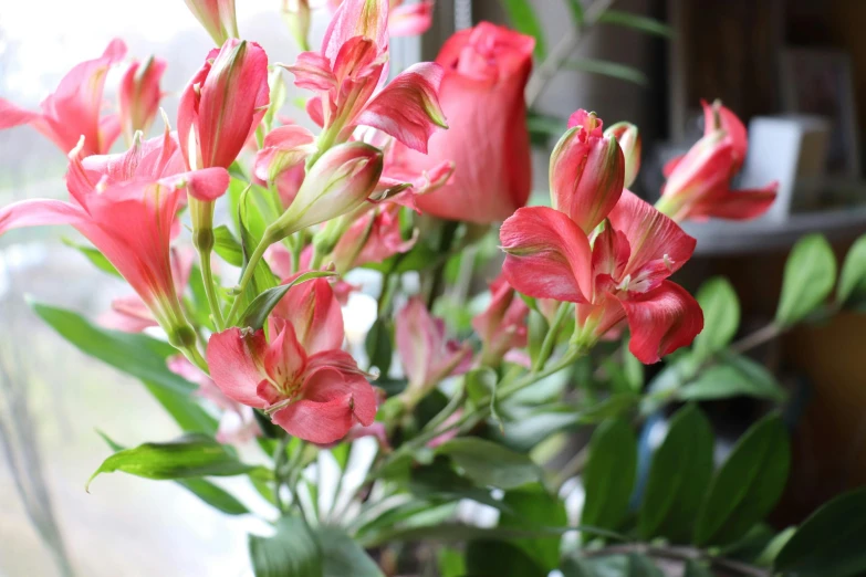 pink flowers are blooming from a vase next to a window