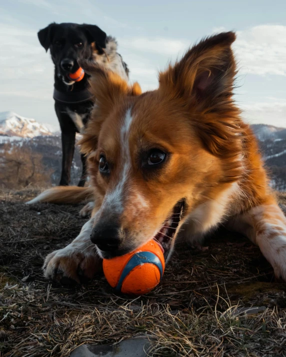 two dogs playing with two tennis balls in the mountains