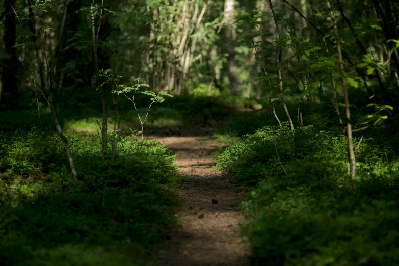 a dirt road surrounded by a bunch of trees