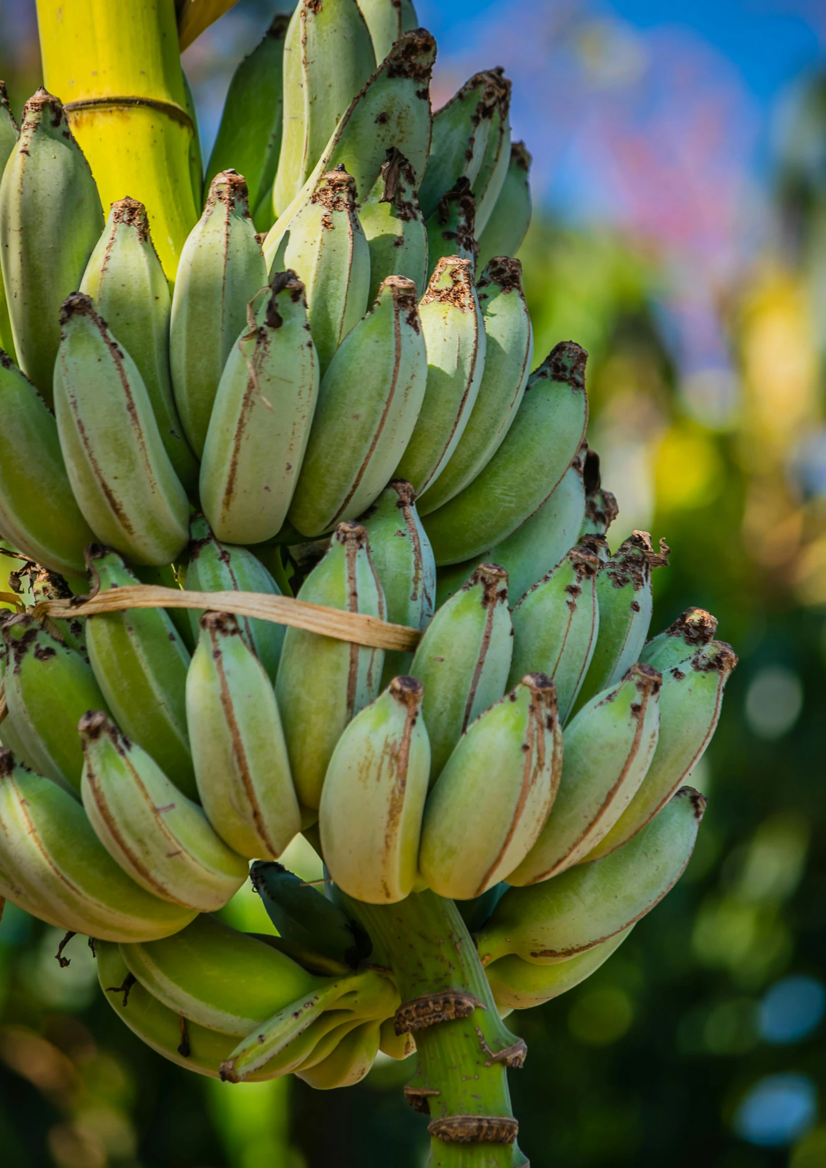 a banana tree with unripe bananas growing on it