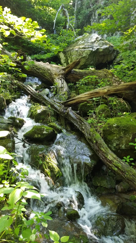 a stream running between trees and rocks in the forest