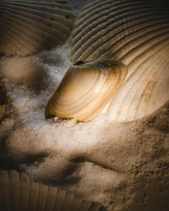 there is snow underneath a scallop shaped object