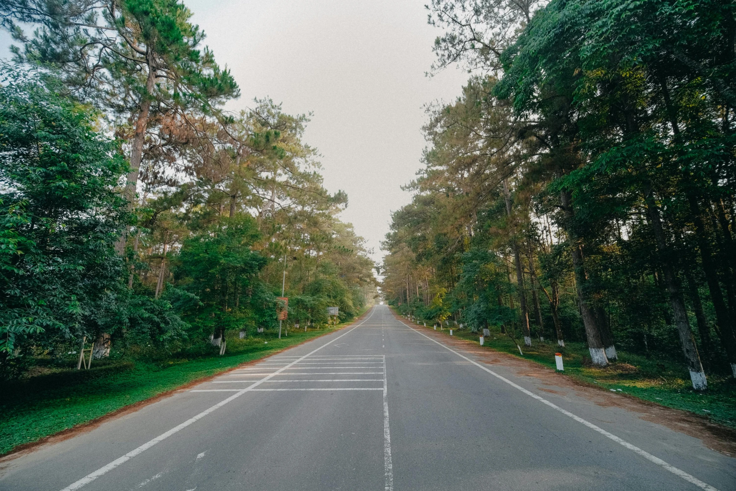 an empty road is surrounded by trees and grass