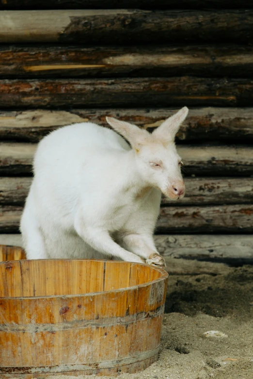 a small white baby animal standing on top of a wooden bucket