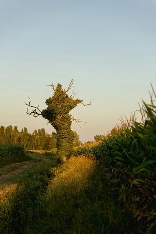 a dirt road next to an area of bushes