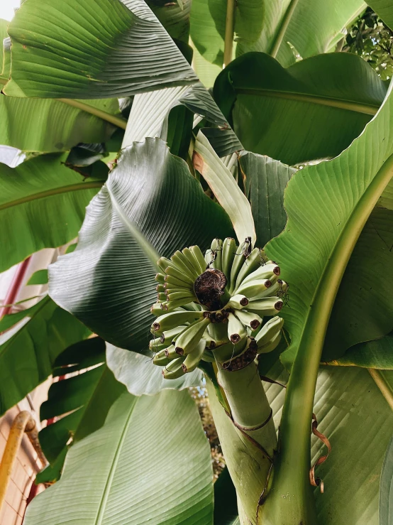 the stem of a plant has many large leaves on it