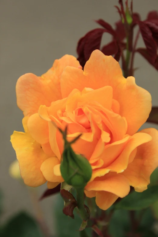 a bright yellow rose in front of dark red foliage