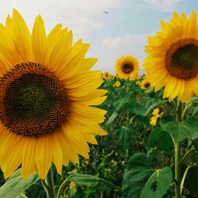 there are sunflowers and other flowers in the field