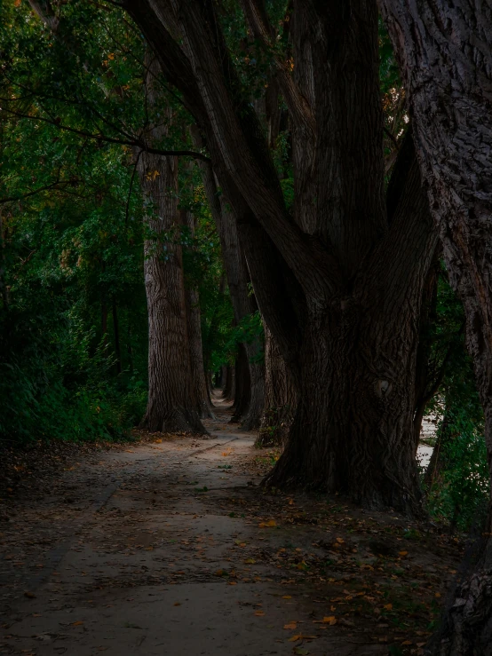 pathway leading between two trees with fall leaves on them