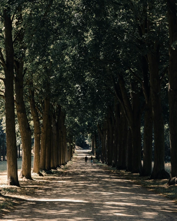 a person walking down the middle of a tree lined street
