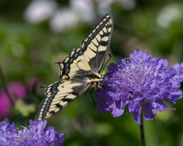 the erfly is resting on the purple flowers