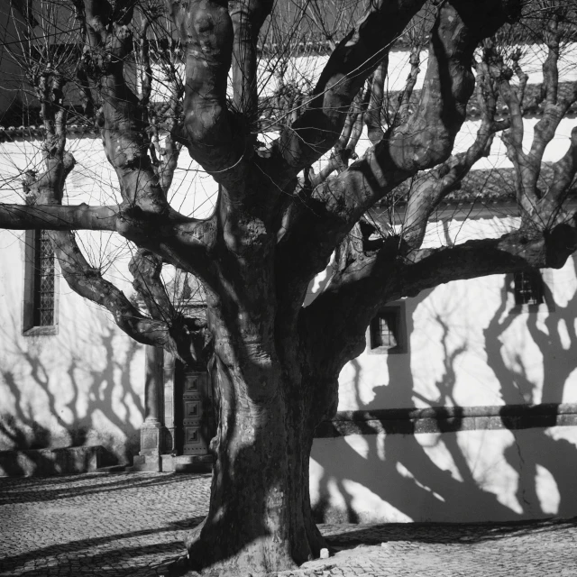 a black and white po of trees with long shadows