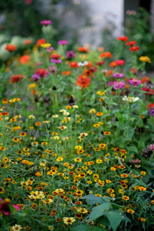 some pretty colorful flowers blooming in the wild