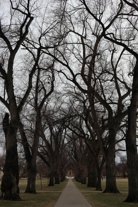 tree lined path near grassy area next to grass