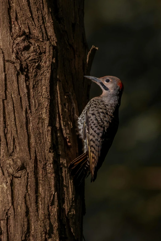 a bird is standing on the bark of a tree